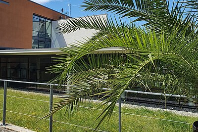 Campus Hof Ausgang B-Gebäude mit Palme